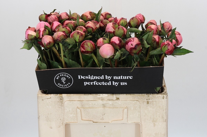 <h4>Paeonia Nick Shaylor</h4>