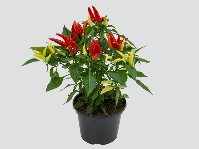 <h4>PIMENTA DEDO DE MOCA P14</h4>