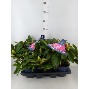 Rhododendron  'Rhodo XXL'