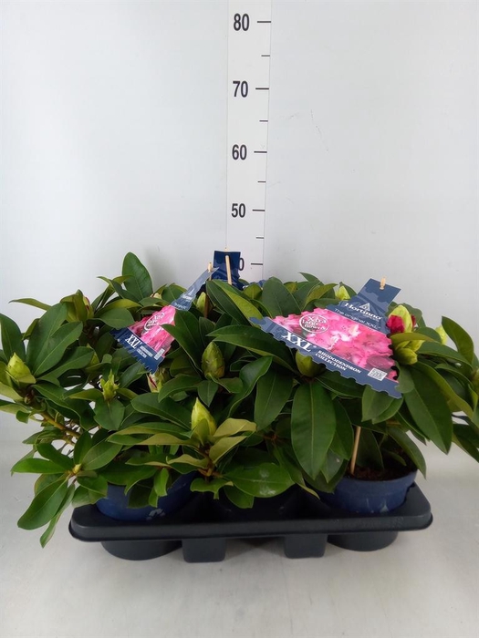 <h4>Rhododendron  'Rhodo XXL'</h4>