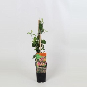 Lonicera America Beauty