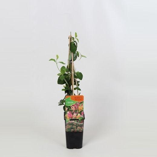<h4>Lonicera America Beauty</h4>
