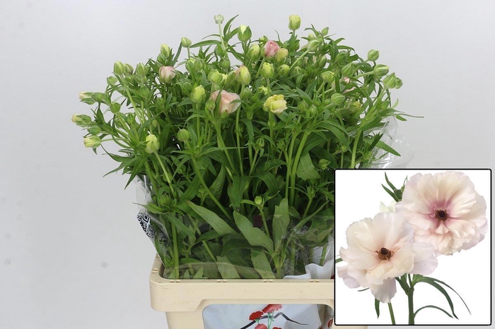 <h4>RAN BUTTERFL ARIADNE</h4>