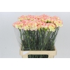 Dianthus St Poirot F.G.
