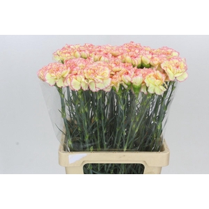 Dianthus St Poirot F.G.