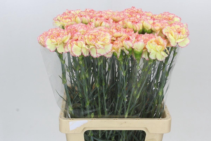 <h4>Dianthus St Poirot F.G.</h4>
