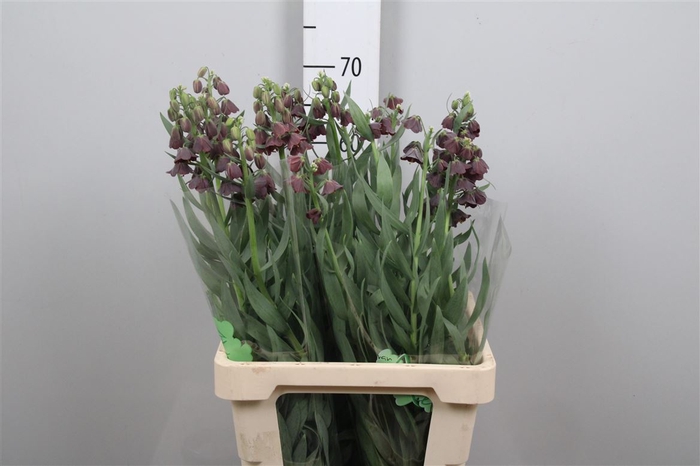 <h4>Fritillaria Purple Favorite</h4>