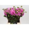 Dahlia Sweet Fabienne