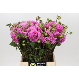 Dahlia Sweet Fabienne