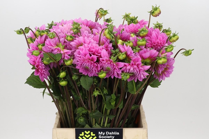 <h4>Dahlia Sweet Fabienne</h4>