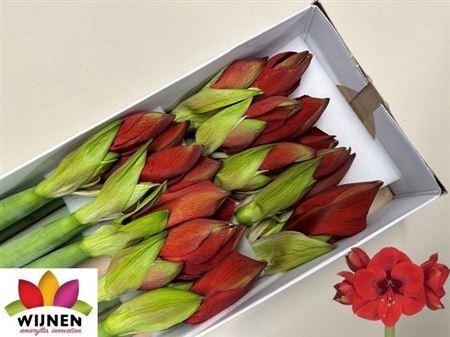 <h4>Hipp Ga Primitivo</h4>