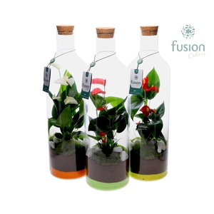 Green Bottle Fles Large met Anthurium