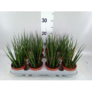 Sansevieria  'Fernwood'
