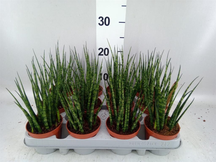 <h4>Sansevieria  'Fernwood'</h4>