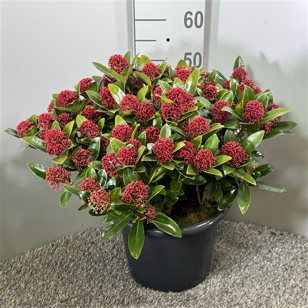 <h4>Skimmia japonica 'Red Dwarf'</h4>