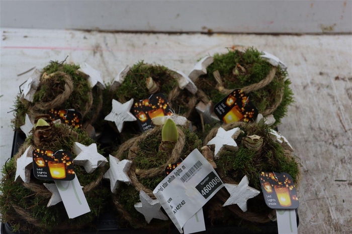 <h4>Arr Hipp Mosbol Star White Lights Mo-03</h4>