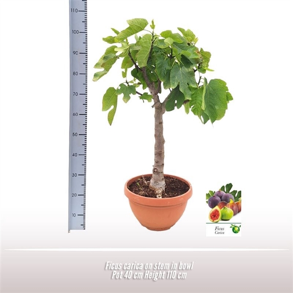 <h4>Ficus carica op stam in schaal</h4>