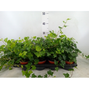 Hedera helix 'Wonder'
