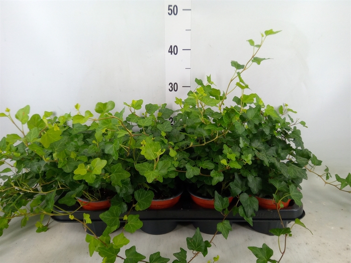 <h4>Hedera helix 'Wonder'</h4>