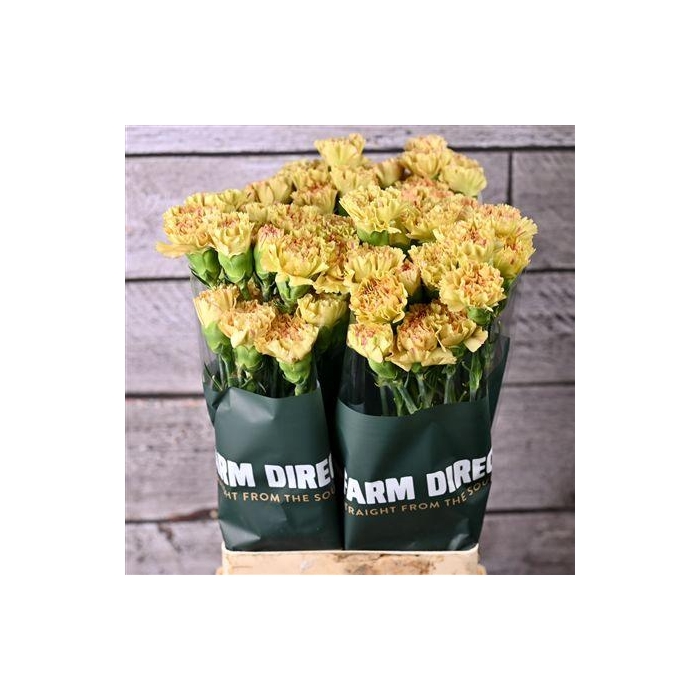 <h4>Di St Happy Haru</h4>