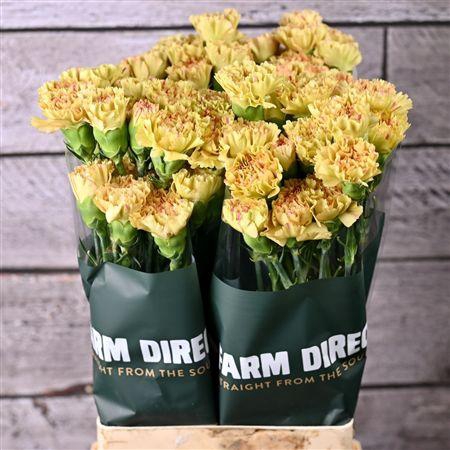 <h4>Di St Happy Haru</h4>