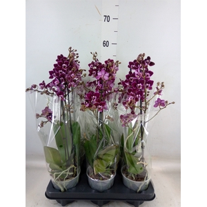 Phalaenopsis multi.   ...red