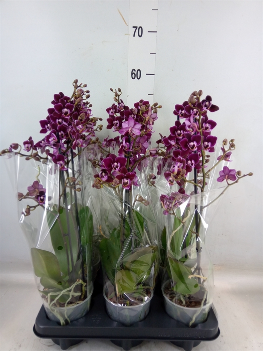 <h4>Phalaenopsis multi.   ...red</h4>