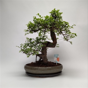 Zelkova Bonsai 'Oval' 40 cm