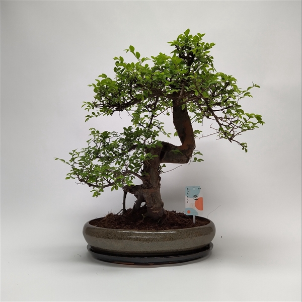 <h4>Zelkova Bonsai 'Oval' 40 cm</h4>