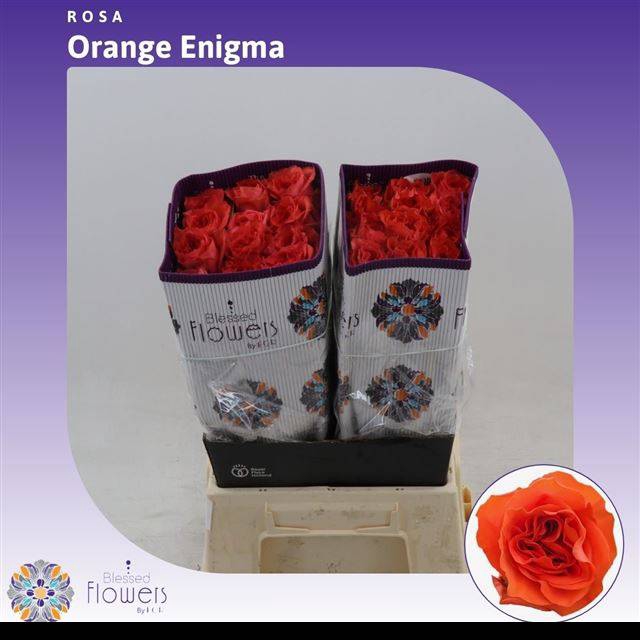 <h4>R Gr Orange Enigma</h4>