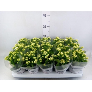 Kalanchoe blos. 'RosFlow Sia'