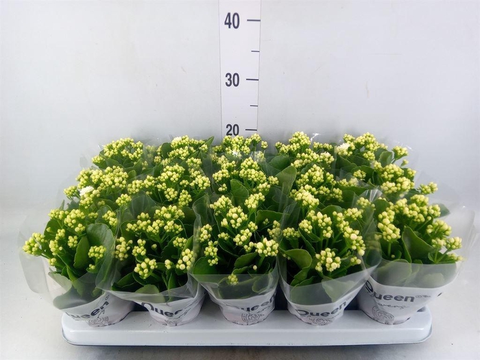 <h4>Kalanchoe blos. 'RosFlow Sia'</h4>