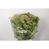 Viburnum Op Compactum White