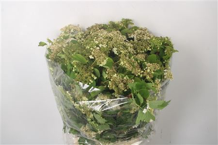 <h4>Viburnum Op Compactum White</h4>