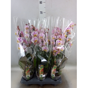 Phalaenopsis  'Corolla Beach'