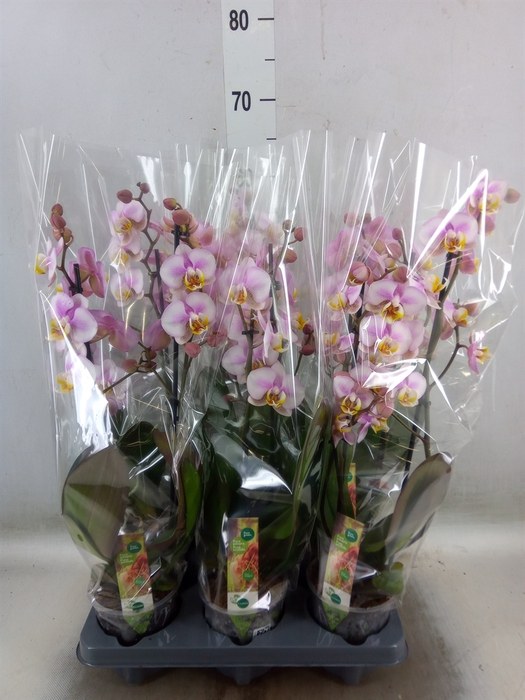 <h4>Phalaenopsis  'Corolla Beach'</h4>