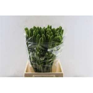 Ornithogalum Thyr White Star