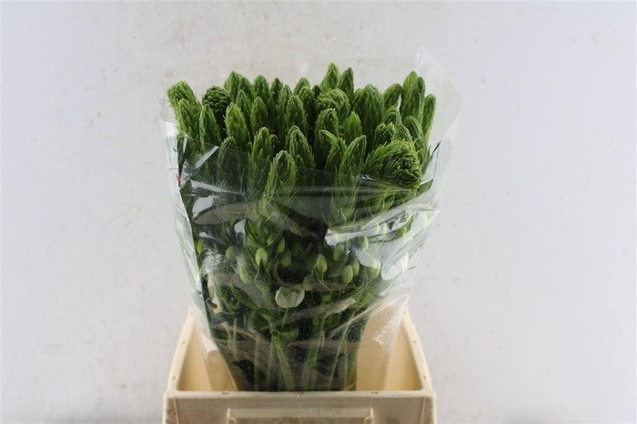 <h4>Ornithogalum Thyr White Star</h4>
