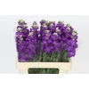 Matthiola Iron Purple