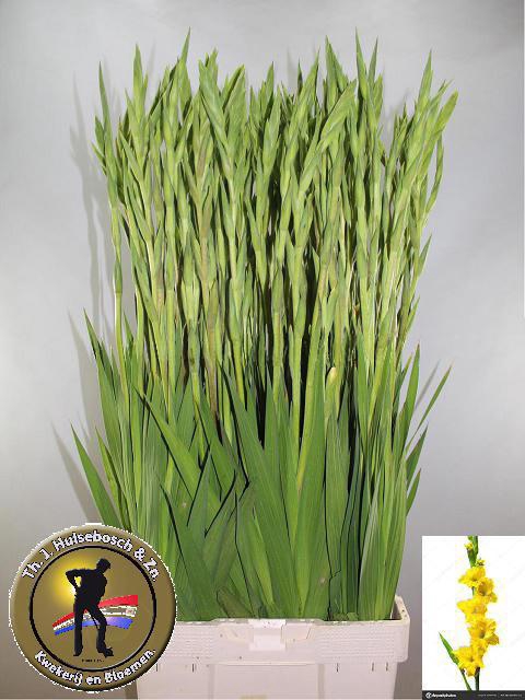 <h4>GLAD GR BRA VAL</h4>