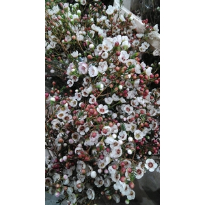 CHAME MOONL DELIGHT ANGEBOT