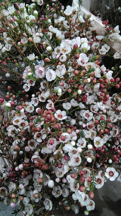 <h4>CHAME MOONL DELIGHT ANGEBOT</h4>