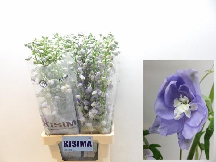 <h4>Delph Du Mag F Laven</h4>