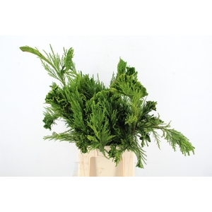 CRYPTOMERIA CRIST MEDIUM