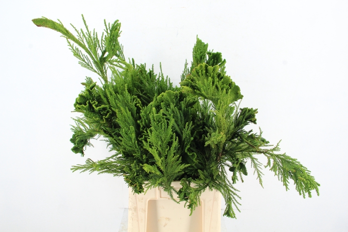 <h4>CRYPTOMERIA CRIST MEDIUM</h4>