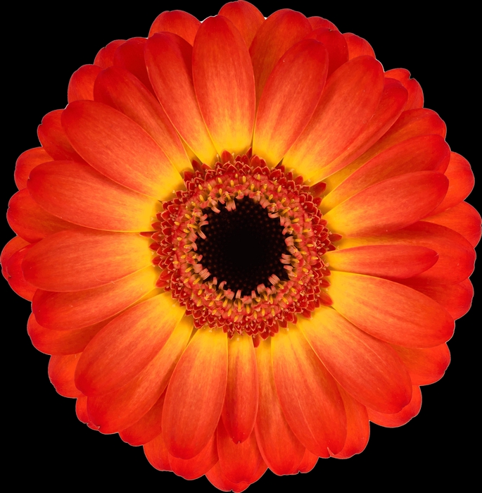 <h4>GE MI FLAMAZING</h4>