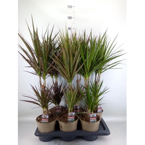Dracaena   ...mix