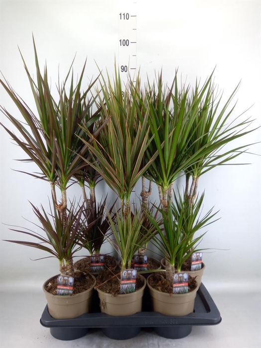<h4>Dracaena ...mix</h4>