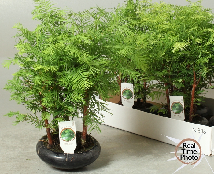 <h4>BONSAI OV</h4>