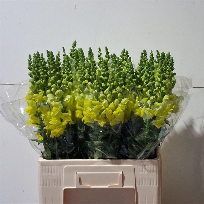 <h4>Antir Opus Yellow</h4>